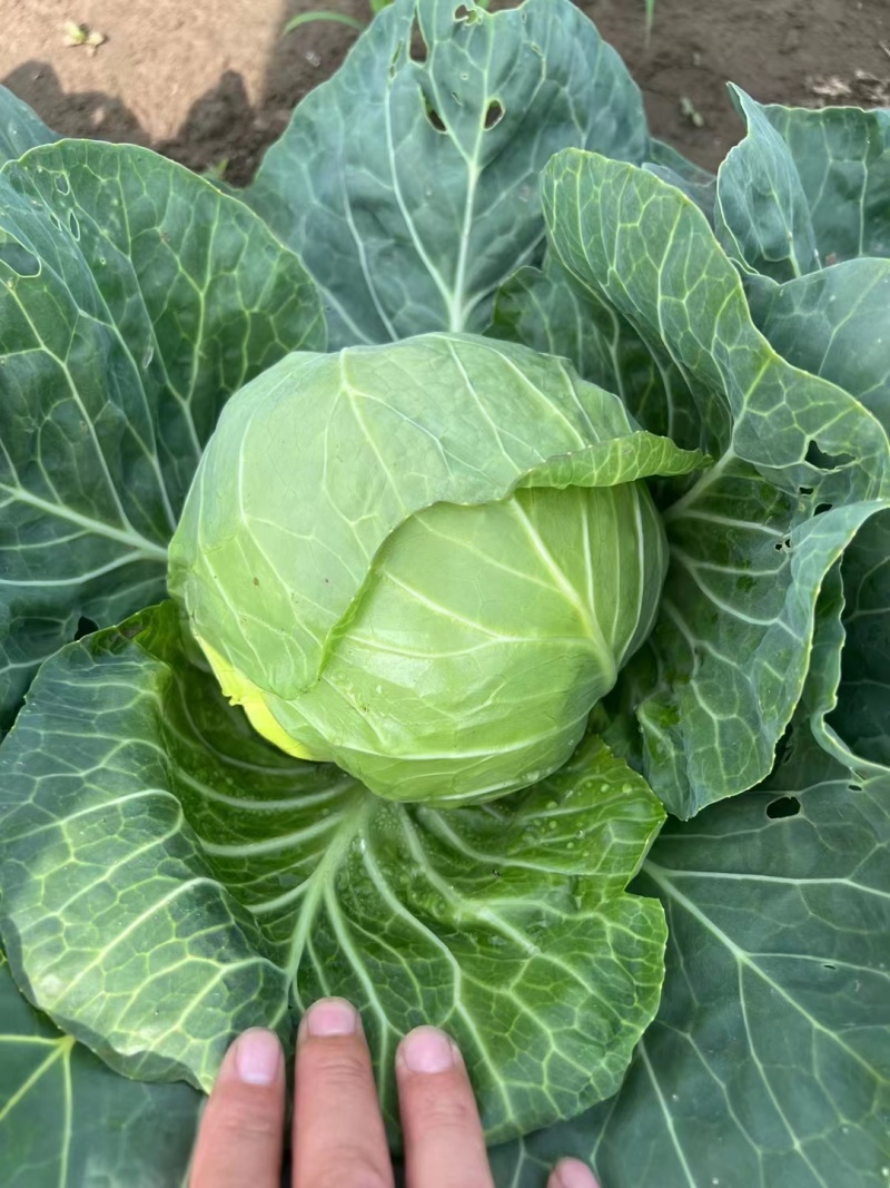 甘蓝！东北吉林精品甘蓝大量上市有需要的老板联系价格美丽