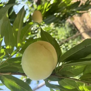 顺平水蜜桃