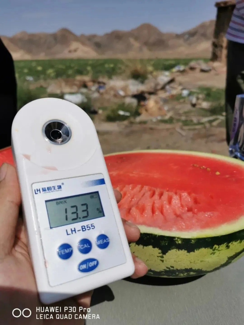 湖北襄阳石头瓜，货量足，品质好，可视频看货