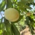 顺平水蜜桃