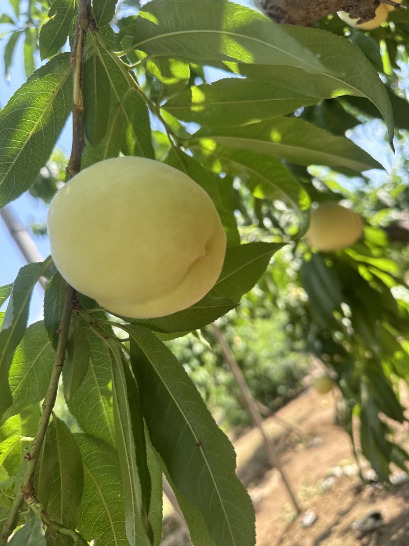 顺平水蜜桃