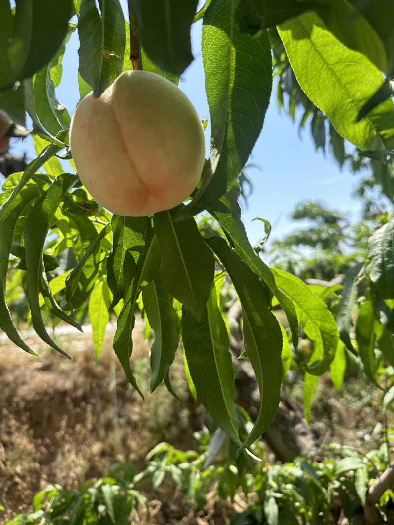顺平水蜜桃
