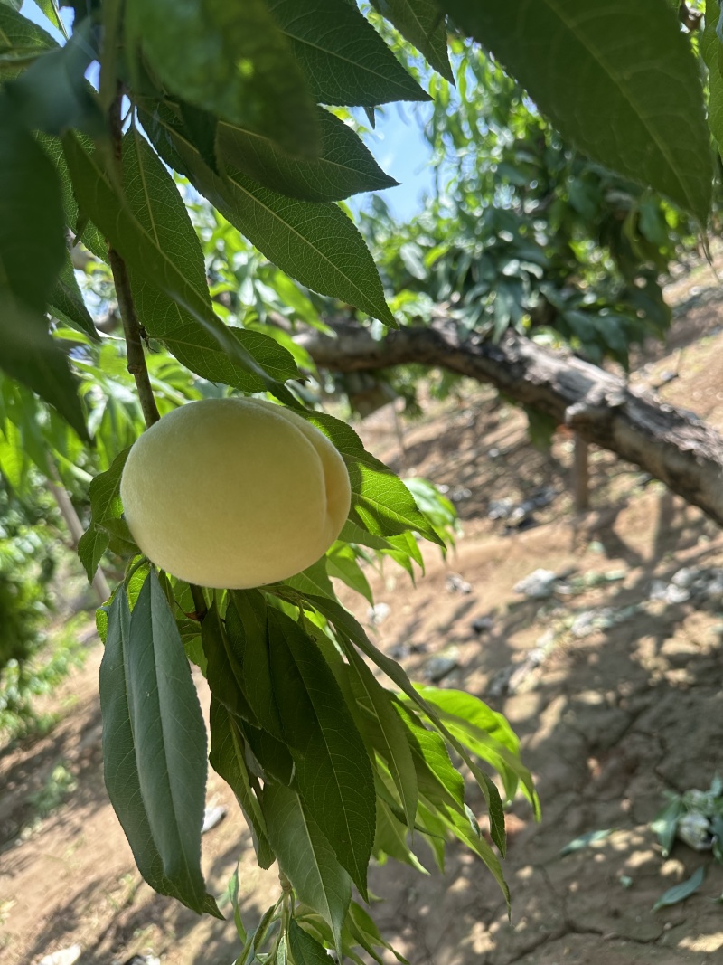 顺平水蜜桃