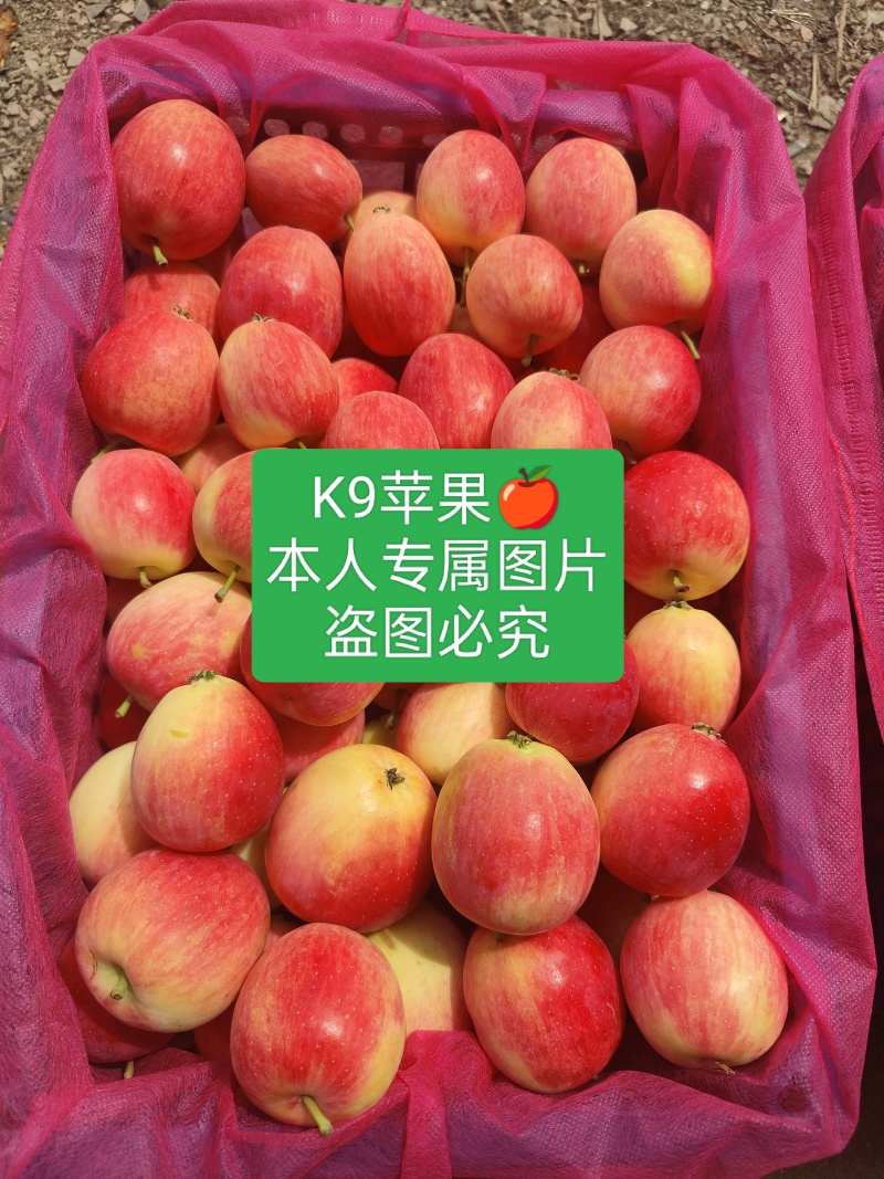 K9苹果123苹果百万斤大量上市！质量嘎嘎滴！