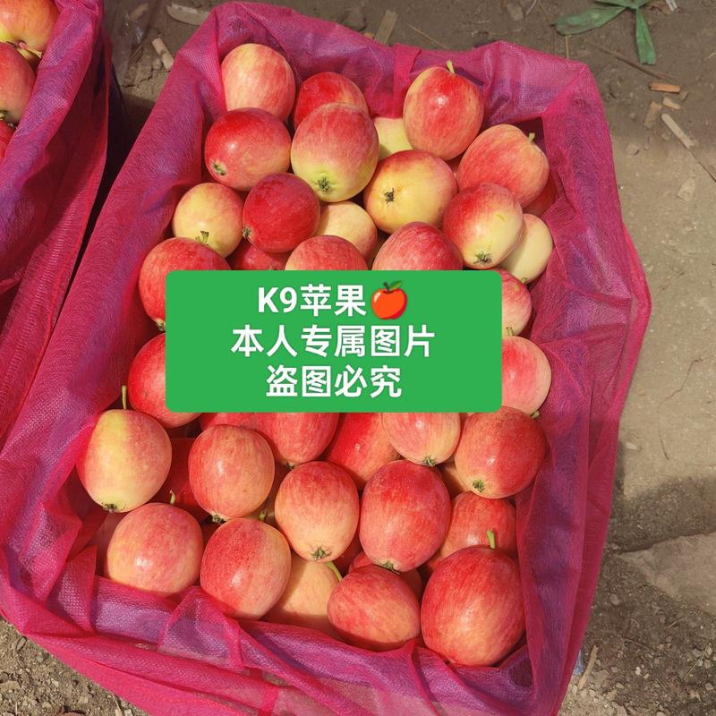 K9苹果123苹果百万斤大量上市！质量嘎嘎滴！