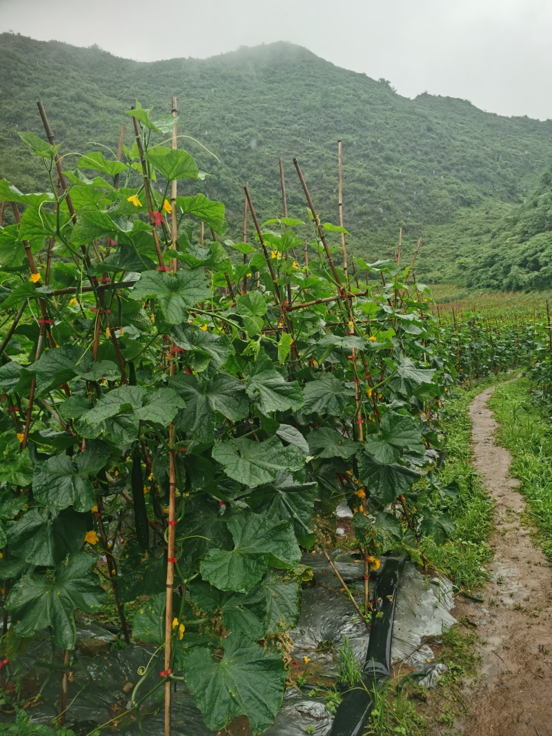 贵州黄瓜自家产地量大价优质量保证欢迎老板来电