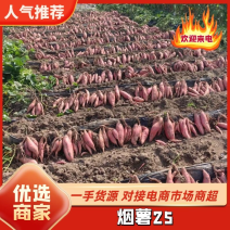 【推荐】唐山烟薯25号产地直发支持视频看货供应