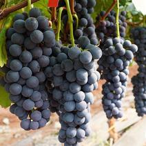夏黑葡萄安徽精品夏黑葡萄货源稳定代收代发全国发货
