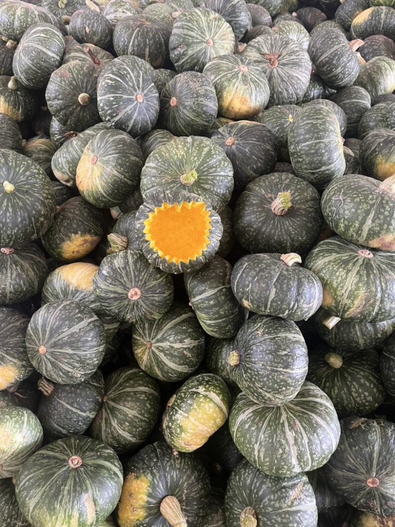 陕西省大荔县露天板栗南瓜🎃扁圆形绿黑色蛋黄心果肉