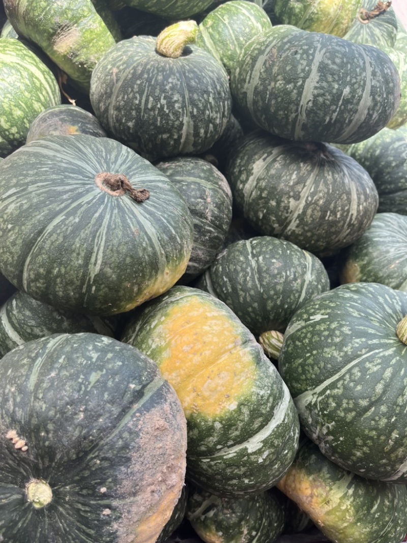陕西省大荔县露天板栗南瓜🎃扁圆形绿黑色蛋黄心果肉