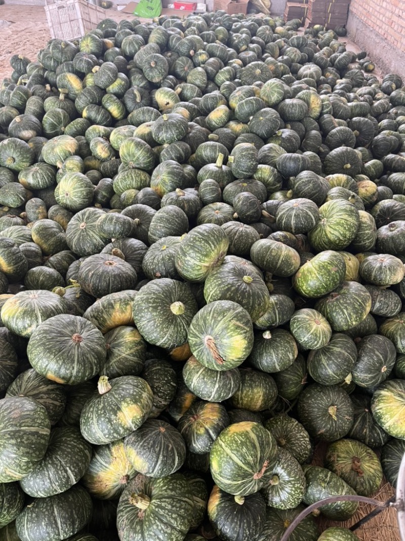 陕西省大荔县露天板栗南瓜🎃扁圆形绿黑色蛋黄心果肉