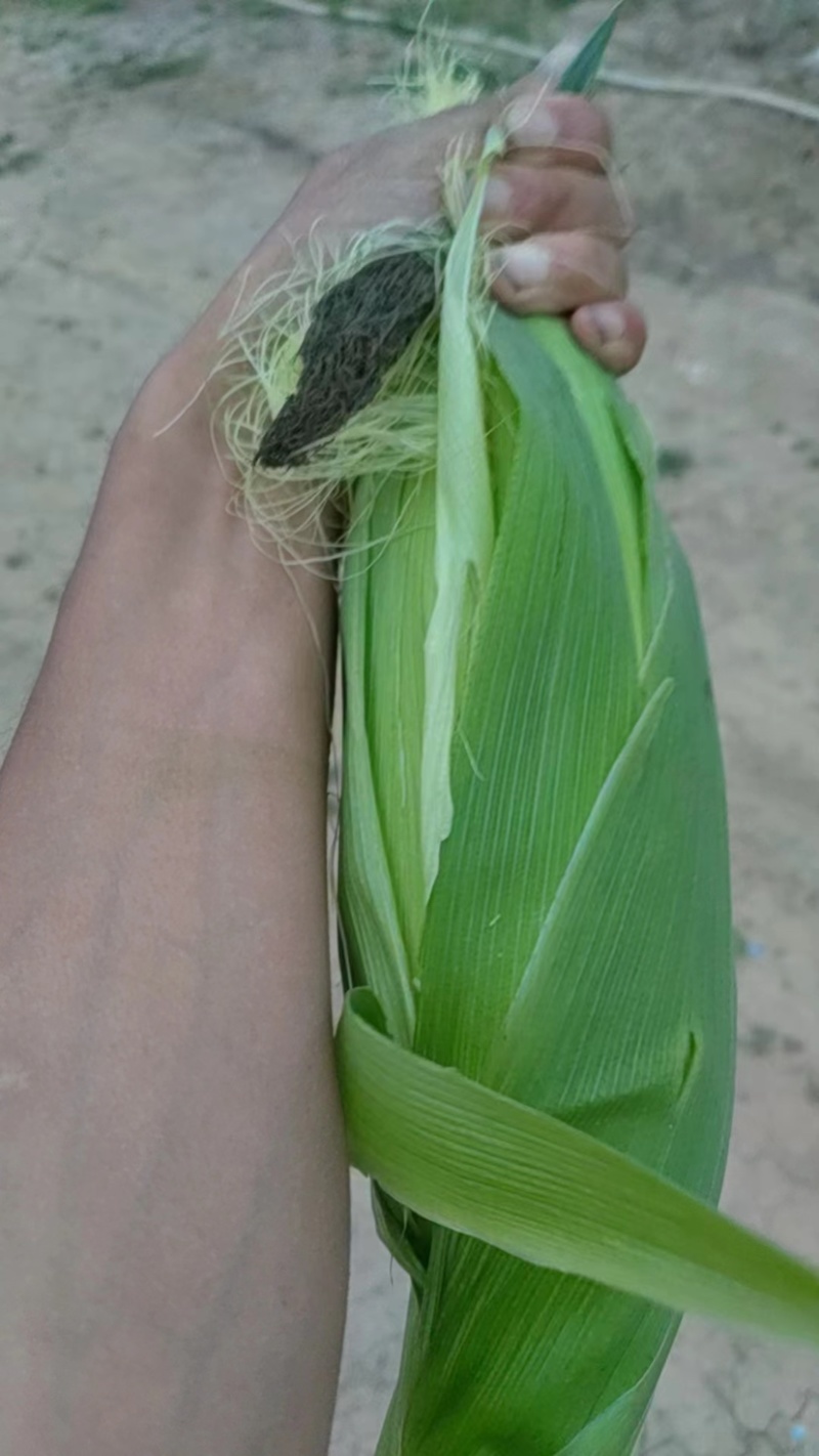 泰系水果玉米