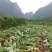 云南香芋头红芽芋头大白芋头大量供应，基地直发一件代发