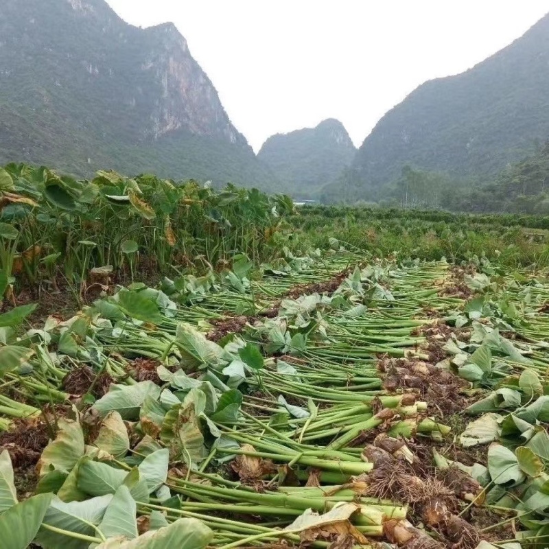 云南香芋头红芽芋头大白芋头大量供应，基地直发一件代发