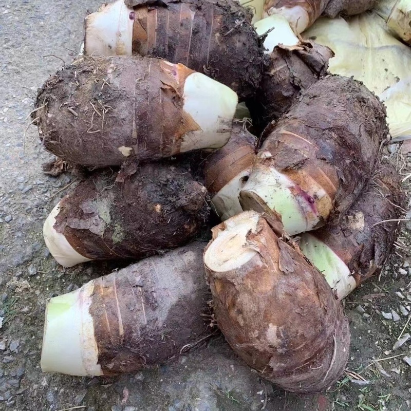云南香芋头红芽芋头大白芋头大量供应，基地直发一件代发