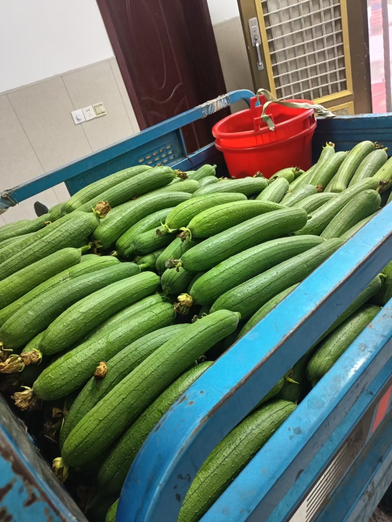 【一手货源】江苏短丝瓜香丝瓜油皮丝瓜产地直发质量好