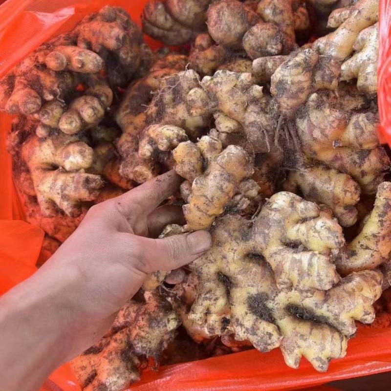 精品小黄姜对接市场货电商货欢迎来电咨询全国发货