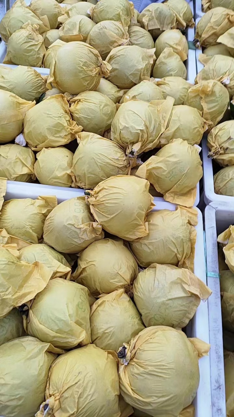 砀山县酥脆一号梨，套袋梨。大量上市，欢迎新老客户前来采购