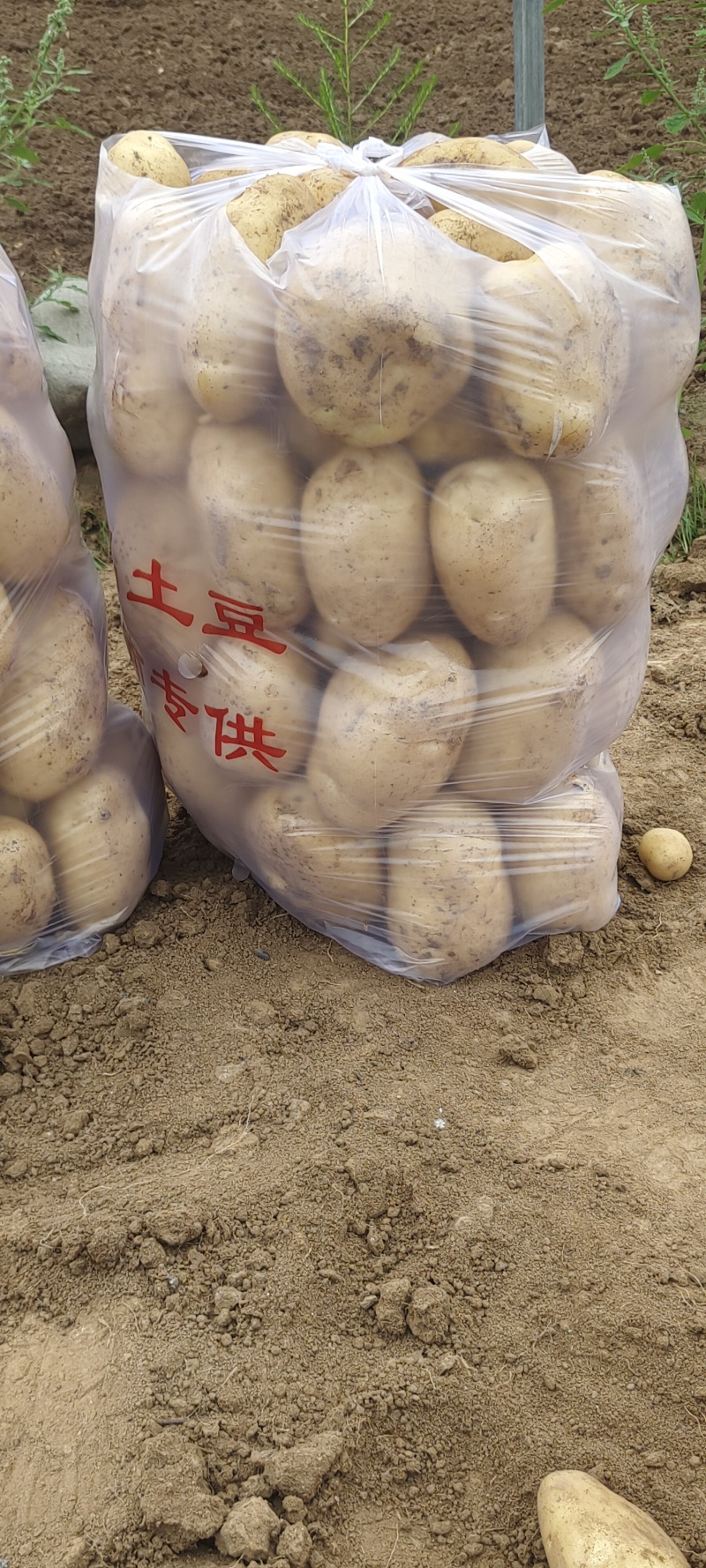 甘肃天水武山县洛门镇精品土豆大量上市中，欢迎需要的老板联