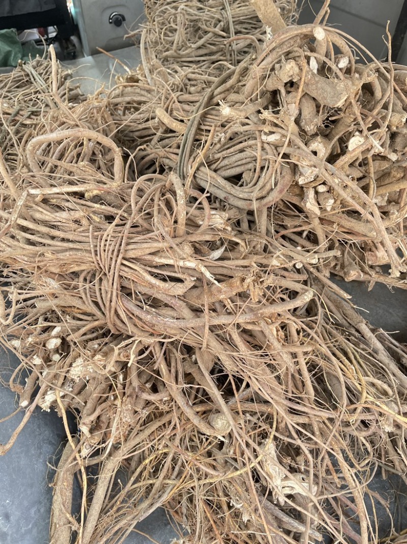 五指毛桃，纯野生，如假包换