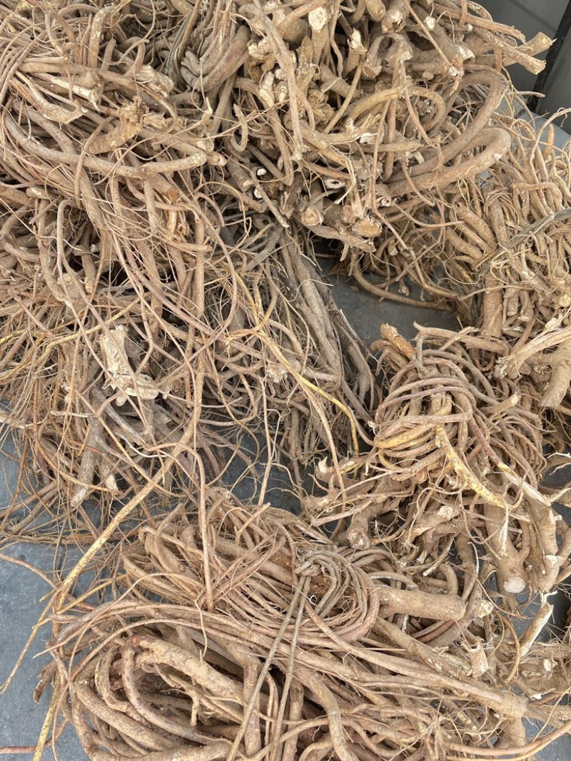 五指毛桃，纯野生，如假包换