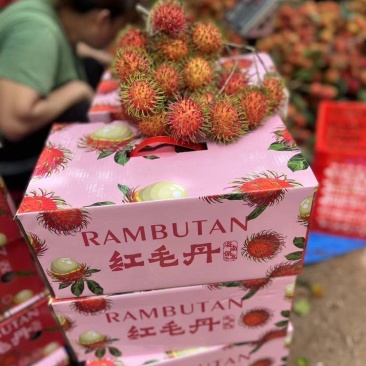 海南保亭红毛丹一件代发顺丰空运包邮