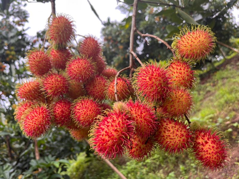 海南保亭红毛丹一件代发顺丰空运包邮