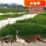 小米草种子养殖专用水草种子鱼虾蟹牧草种子高产耐水淹耐高温