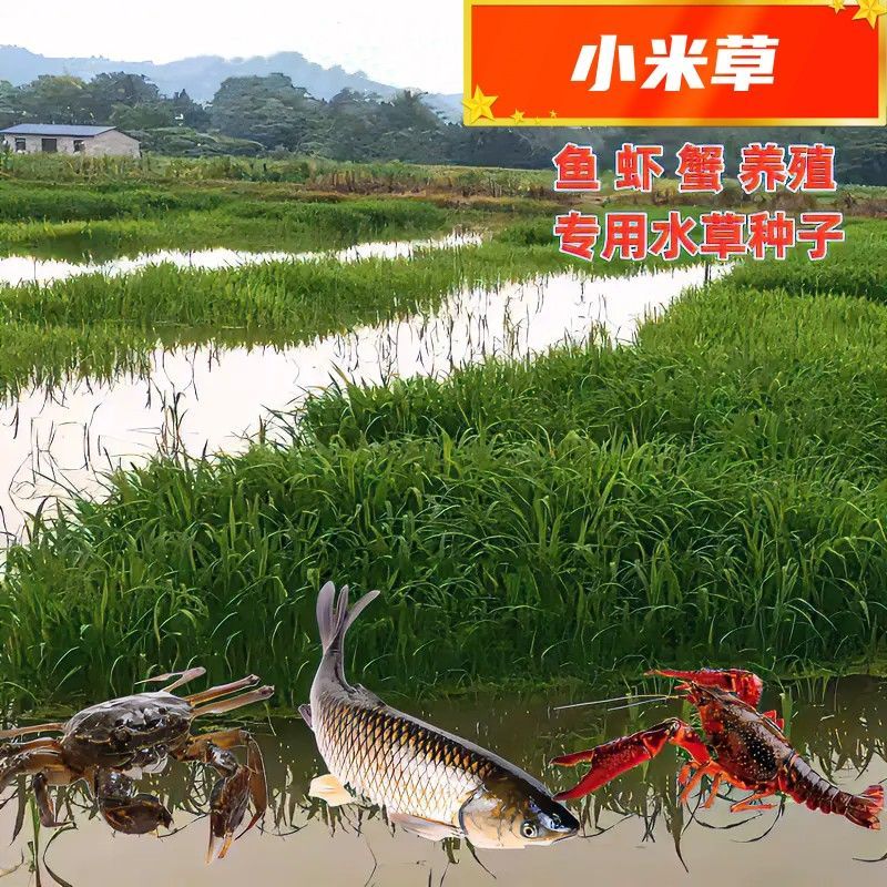 小米草种子养殖专用水草种子鱼虾蟹牧草种子高产耐水淹耐高温
