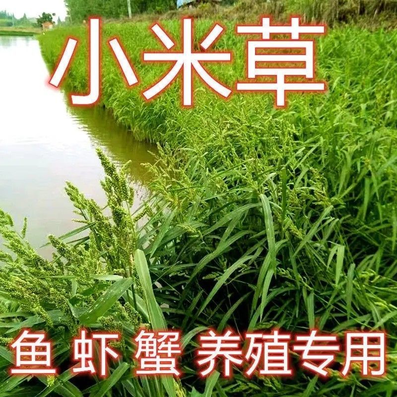 小米草种子养殖专用水草种子鱼虾蟹牧草种子高产耐水淹耐高温