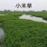 小米草种子养殖专用水草种子鱼虾蟹牧草种子高产耐水淹耐高温