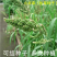小米草种子养殖专用水草种子鱼虾蟹牧草种子高产耐水淹耐高温