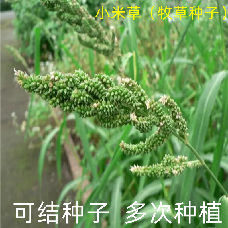 小米草种子养殖专用水草种子鱼虾蟹牧草种子高产耐水淹耐高温