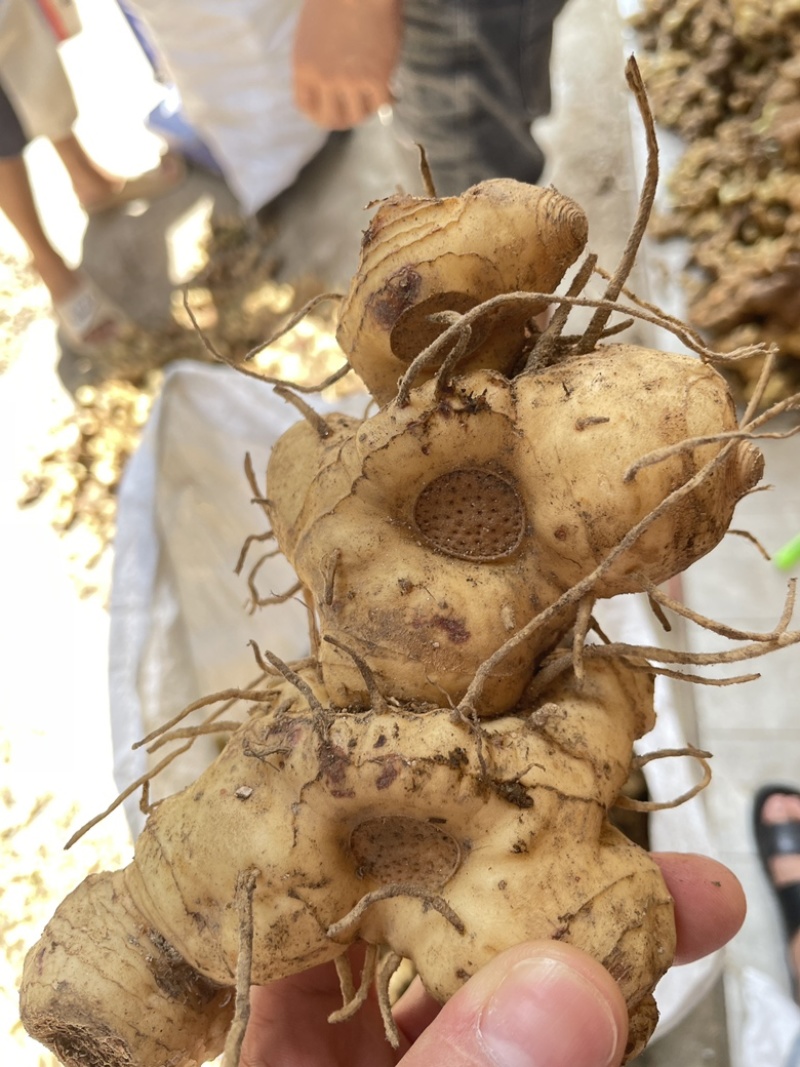 黄精，纯野生，如假包换