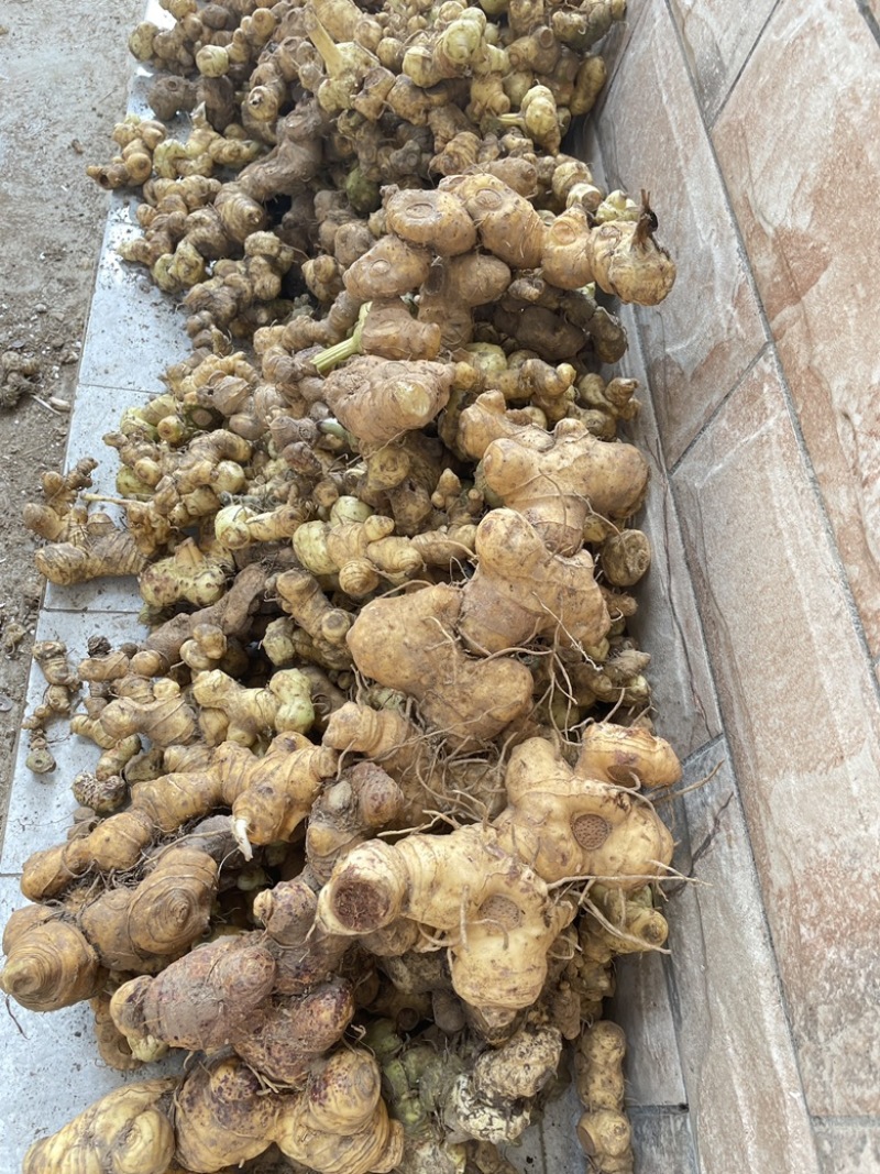 黄精，纯野生，如假包换