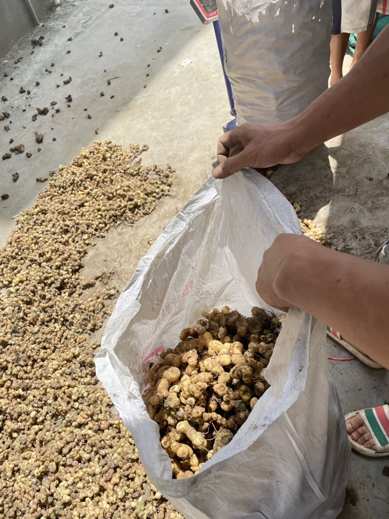 黄精，纯野生，如假包换