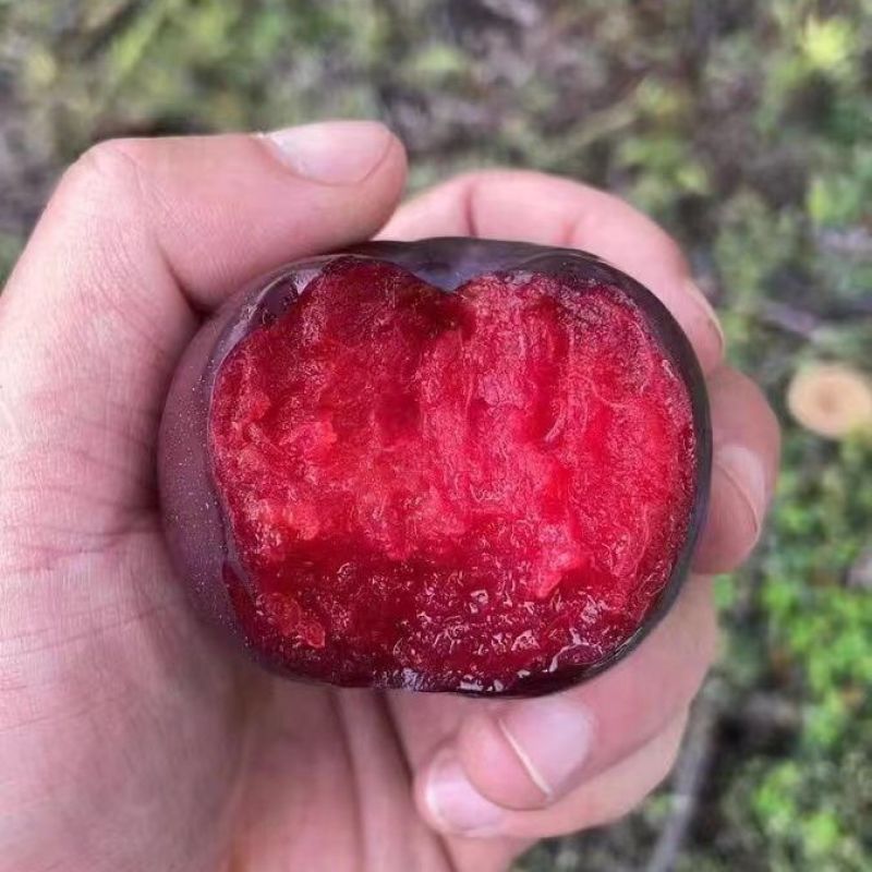 澳洲红李子产地大量供应中，对接电商一件代发，社区团购商超