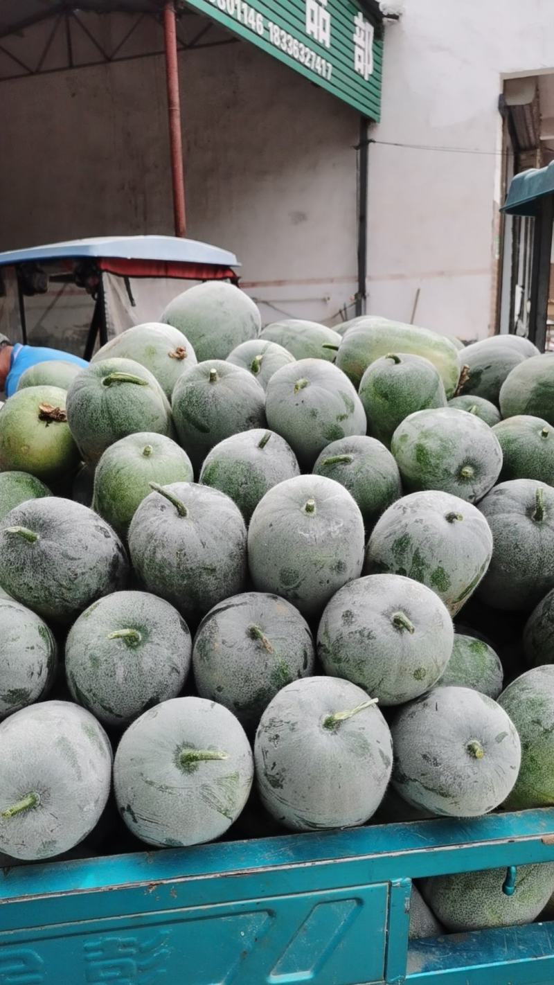水果冬瓜，电商专用，一手货源，个头匀称，价格合理量大价优