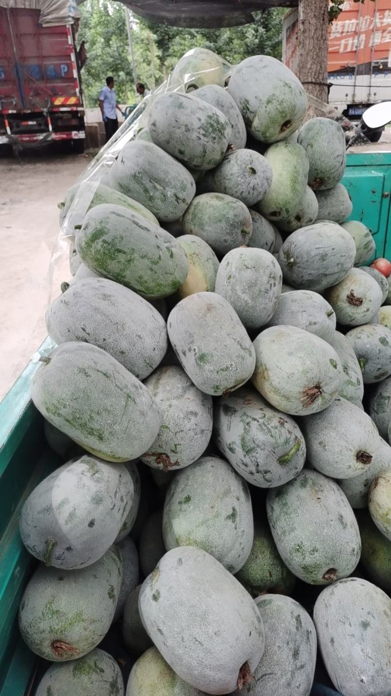 水果冬瓜，电商专用，一手货源，个头匀称，价格合理量大价优