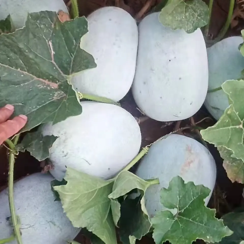 水果冬瓜，电商专用，一手货源，个头匀称，价格合理量大价优