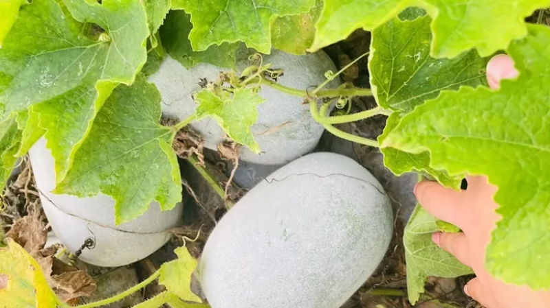 水果冬瓜，电商专用，一手货源，个头匀称，价格合理量大价优