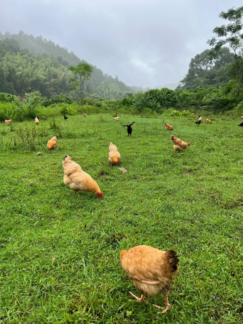 正宗散养土鸡蛋每天都是新鲜捡蛋小时候儿时的味道
