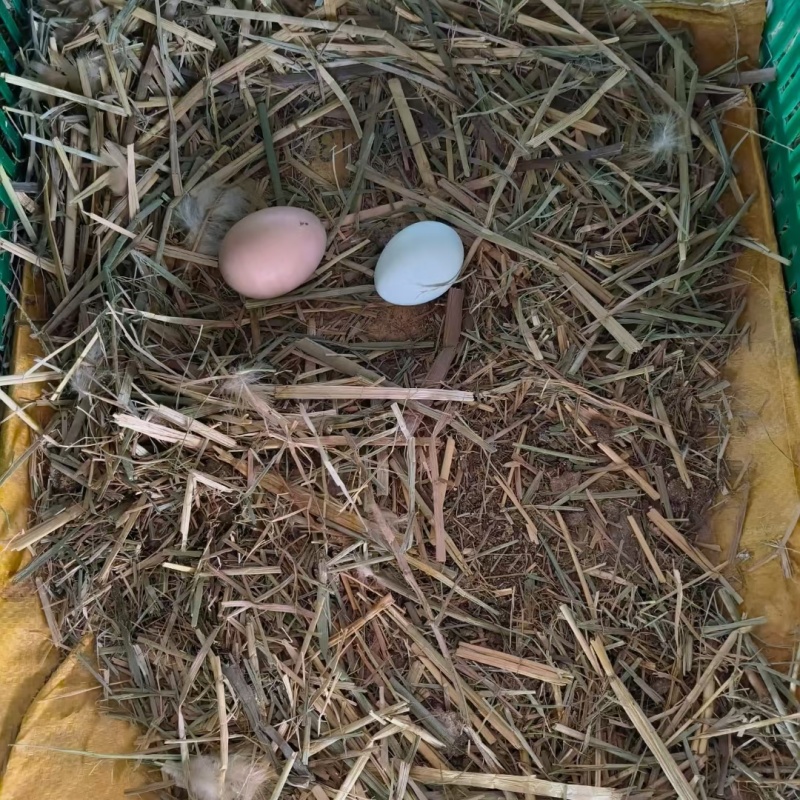 正宗散养土鸡蛋每天都是新鲜捡蛋小时候儿时的味道