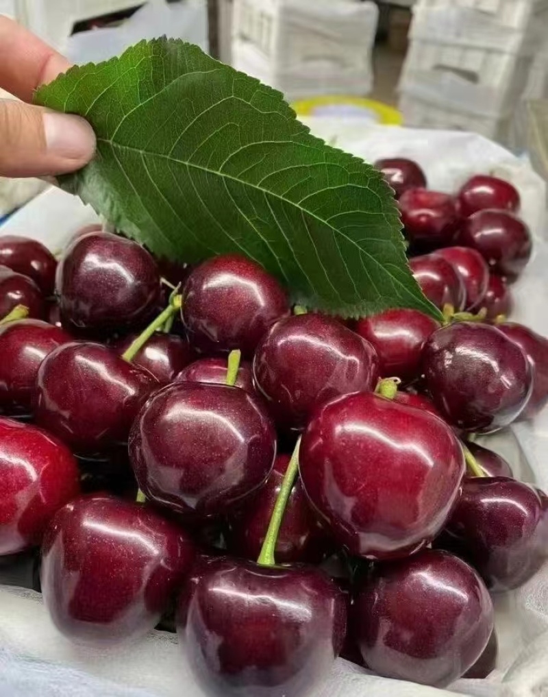 甘肃美早大樱桃