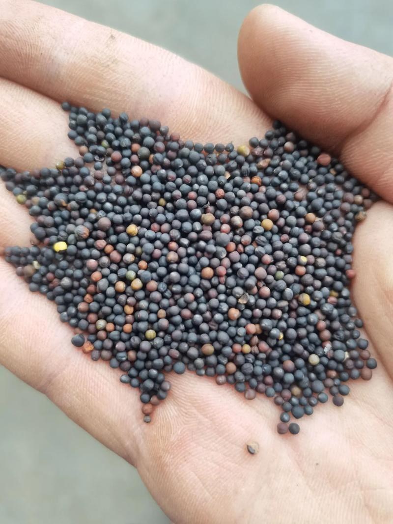油菜籽