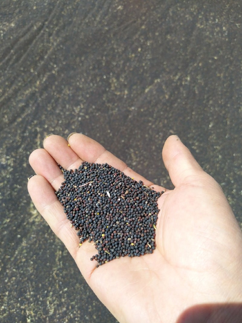 油菜籽