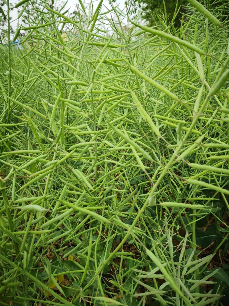 油菜籽