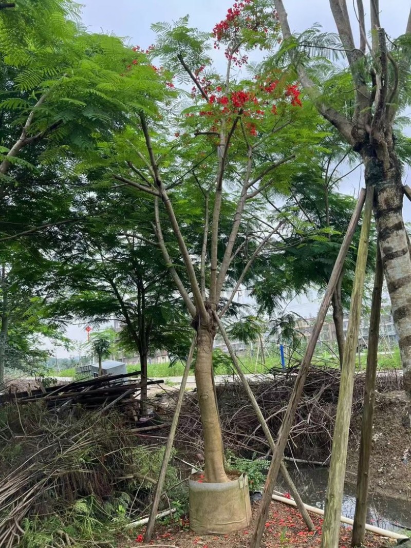 凤凰树20～30公分基地直销规格齐全欢迎老板来电咨询
