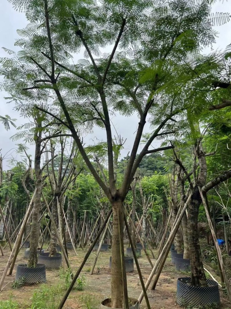 凤凰树20～30公分基地直销规格齐全欢迎老板来电咨询