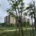 凤凰树20～30公分基地直销规格齐全欢迎老板来电咨询